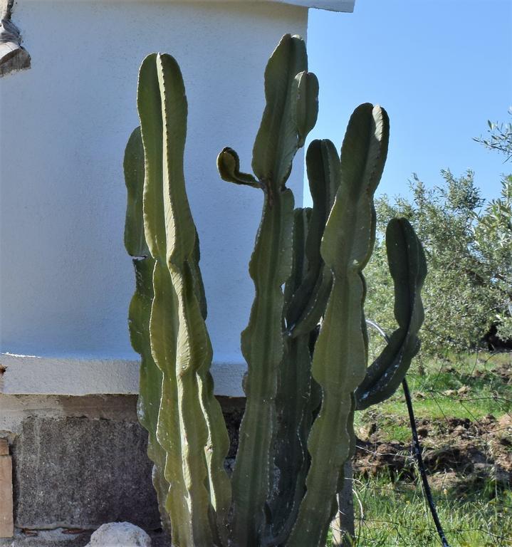 La Ginestra Guest House Orosei Exterior photo